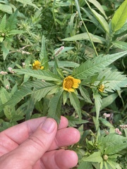 Bidens amplissima