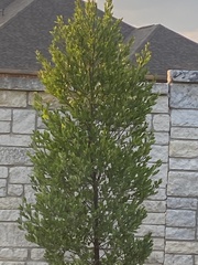 Laurus nobilis