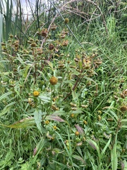 Bidens tripartita