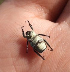 Hoplia parvula