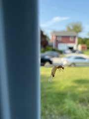 Brachymyrmex depilis