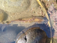 Acanthoclinus fuscus