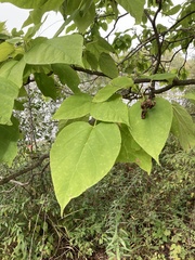 Catalpa speciosa