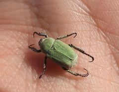 Hoplia parvula