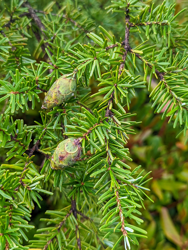 Carolina hemlock