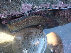 Acanthoclinus fuscus