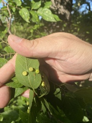 Pachypsylla