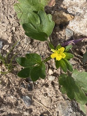 Ranunculus