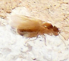 Brachymyrmex depilis