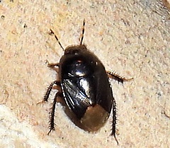 Pangaeus bilineatus