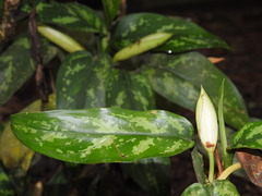 Aglaonema commutatum
