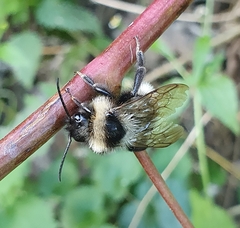 Bombus bohemicus