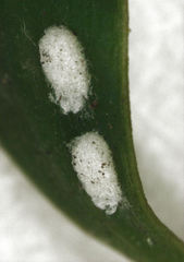 Madarococcus totarae