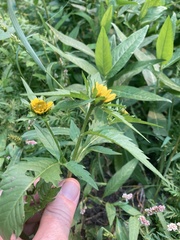 Bidens amplissima