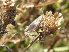 Chorthippus biguttulus