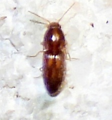Conoderus bellus