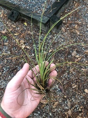 Tillandsia simulata