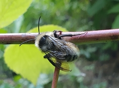 Bombus bohemicus