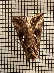 Autographa