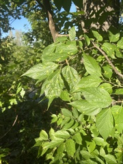 Pachypsylla