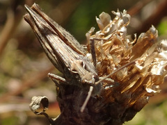 Chorthippus biguttulus