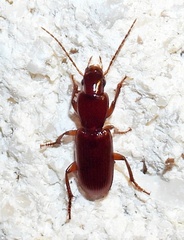 Stenomorphus californicus