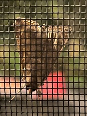 Autographa