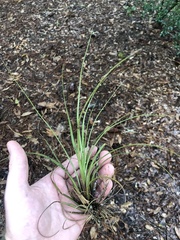 Tillandsia simulata