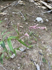 Persicaria