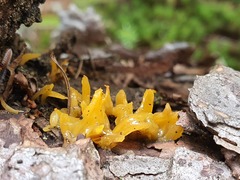 Calocera furcata
