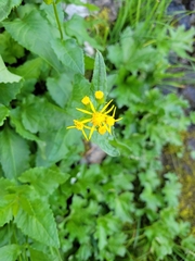 Senecio triangularis