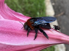 Xylocopa