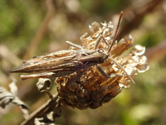 Chorthippus biguttulus