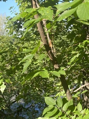 Pachypsylla