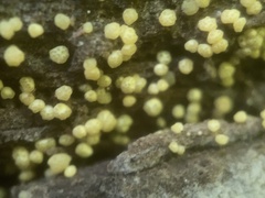 Trichoderma