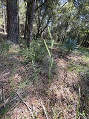 Paspalum floridanum