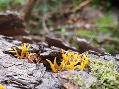 Calocera furcata