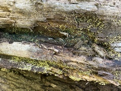 Trichoderma