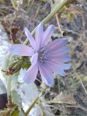 Cichorium intybus