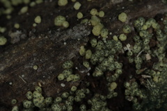 Trichoderma