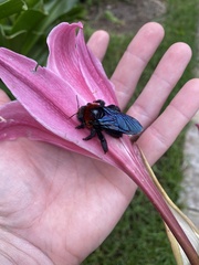 Xylocopa