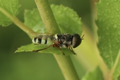 Odontomyia rufipes