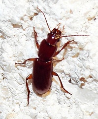 Stenomorphus californicus