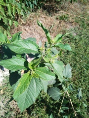 Helianthus tuberosus