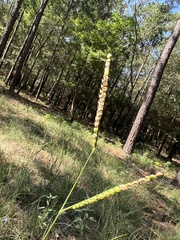 Paspalum floridanum