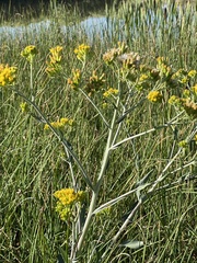Senecio hydrophilus