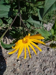 Helianthus tuberosus