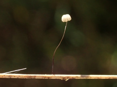Marasmius limosus