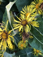 Inula