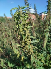 Urtica dioica